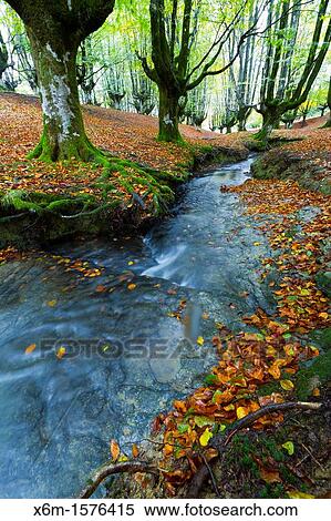 Stock Photography - Otzarreta beechwood Barazar port Biscay, Basque Country, Spain. Fotosearch