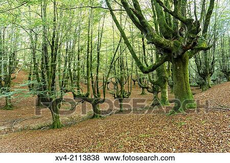 Stock Photo - Otzarreta forest in autumn,, Gorbea Nature Park, Zeanuri, Biscay, Basque Country, Spain.. Fotosearch