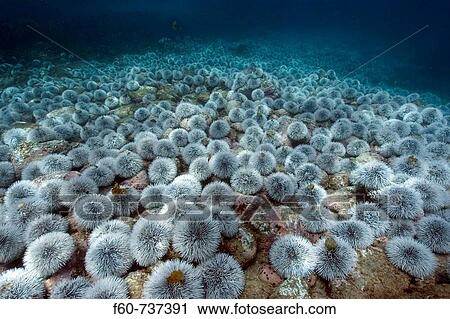 Stock Image - Outbreak of West indian sea urchin, Tripneustes ventricosus, Sueste Bay, Fernando de Noronha, Pernambuco, Brazil, Atlantic Ocean. Fotosearch