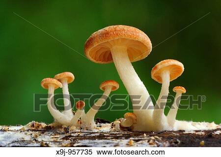Outdoor view View Large Photo Image Stock Photography - Outdoor view. Fotosearch