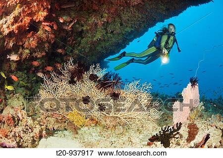 Overhang with Sea Fan and Diver, Himendhoo Thila, North Ari Atoll, Maldives View Large Photo Image Stock Photo - Overhang with Sea Fan and Diver, Himendhoo Thila, North Ari Atoll, Maldives. Fotosearch