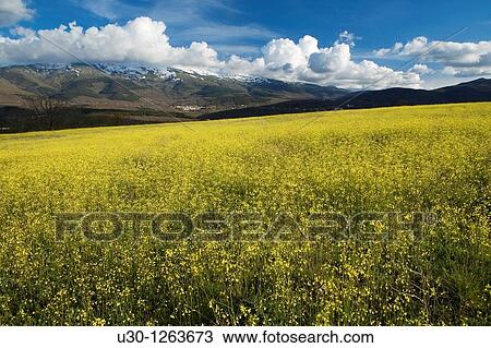Stock Image - Overview of Sierra de B? jar from yellow field of Brassica barrelieri, in Valdesangil, Salamanca province, Biosphere Reserve of Sierra de B? jar and Francia. Fotosearch