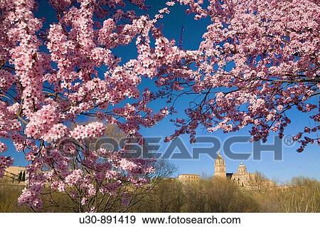 Overview of the cathedrals of Salamanca from the banks of the River Tormes Salamanca Castilla y Leon Spain View Large Photo Image Stock Photo - Overview of the cathedrals of Salamanca from the banks of the River Tormes Salamanca Castilla y Leon Spain. Fotosearch