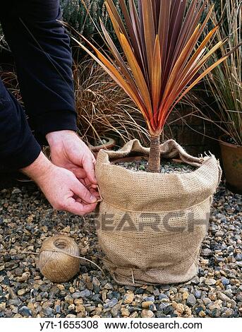 Overwintering semi-tender shrubs Wrapping pot of Cordyline sp with hessian to help protect from frost View Large Photo Image Stock Photo - Overwintering semi-tender shrubs Wrapping pot of Cordyline sp with hessian to help protect from frost. Fotosearch
