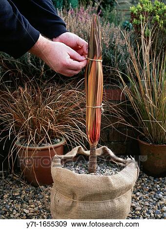 Overwintering semi-tender shrubs Tying up leaves of Cordyline sp to help protect crown from winter rain/frost Pot protected with hessian View Large Photo Image Stock Photo - Overwintering semi-tender shrubs Tying up leaves of Cordyline sp to help protect crown from winter rain/frost Pot protected with hessian. Fotosearch