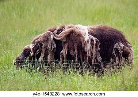 Ovibos moschatus, Dovrefjell, Norway View Large Photo Image Stock Photo - Ovibos moschatus, Dovrefjell, Norway. Fotosearch