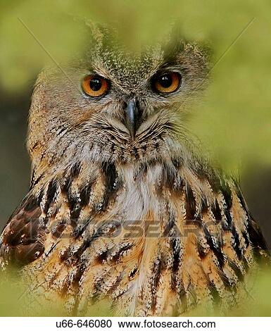 Stock Image - Owl (Bubo bubo). Sweden. Fotosearch