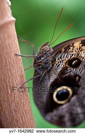 Owl butterfly, Caligo Memnon Benalmadena Butterfly Park, Benalmadena, Malaga, Spain View Large Photo Image Stock Image - Owl butterfly, Caligo Memnon Benalmadena Butterfly Park, Benalmadena, Malaga, Spain. Fotosearch