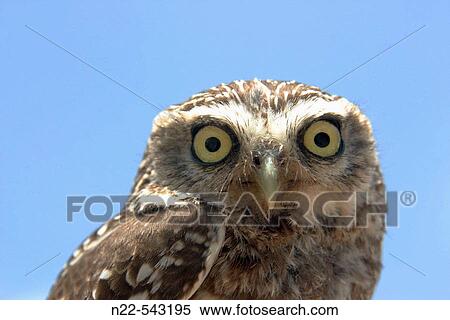 Stock Photography - Owl. Fotosearch