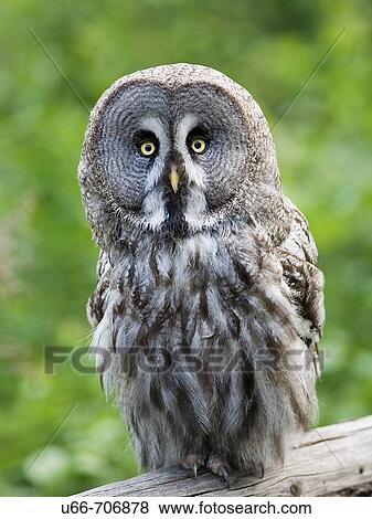 Owl. Strix Nebulosa. H? lsingland, Sweden View Large Photo Image Stock Photo - Owl. Strix Nebulosa. H? lsingland, Sweden. Fotosearch