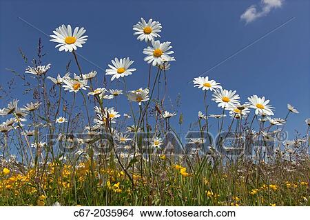 Ox-eye Daises Leucanthemum vulgare and Birdsfoot Trefoil in meadow. View Large Photo Image Picture - Ox-eye Daises Leucanthemum vulgare and Birdsfoot Trefoil in meadow.. Fotosearch