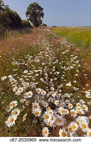 Ox-eye Daises Leucanthemum vulgare and Greater Knapweed in meadow. View Large Photo Image Stock Photo - Ox-eye Daises Leucanthemum vulgare and Greater Knapweed in meadow.. Fotosearch
