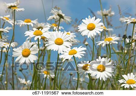 Stock Photo - Ox-eye Daises Leucanthemum vulgare in farm-set-aside scheme. Fotosearch
