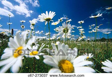 Ox-Eye Daisies (Leucanthemum vulgare). Bernwood Meadows. Oxford, UK View Large Photo Image Stock Photo - Ox-Eye Daisies (Leucanthemum vulgare). Bernwood Meadows. Oxford, UK. Fotosearch