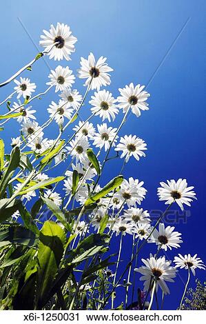 Stock Image - Ox-eye Daisy Leucanthemum vulgare, flowering against a blue sky, Germany. Fotosearch