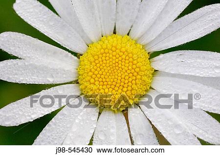 Ox-eye Daisy / Wiesen-Margerite (Leucanthemum vulgare) close up. Bavaria, Germany, Europe. View Large Photo Image Stock Image - Ox-eye Daisy / Wiesen-Margerite (Leucanthemum vulgare) close up. Bavaria, Germany, Europe.. Fotosearch