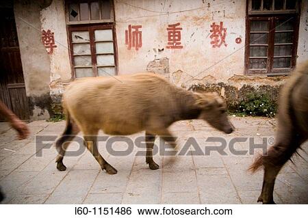 Ox in Guangxi, China View Large Photo Image Stock Photograph - Ox in Guangxi, China. Fotosearch