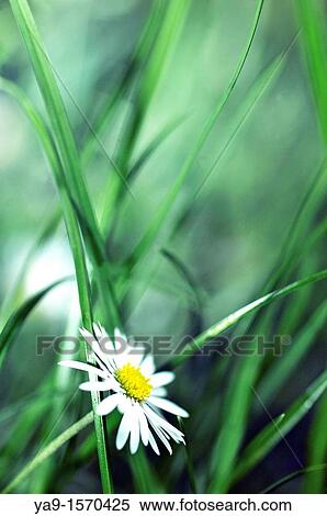 Oxey Daisey leucanthemum Vulgare in the undergrowth View Large Photo Image Stock Photography - Oxey Daisey leucanthemum Vulgare in the undergrowth. Fotosearch