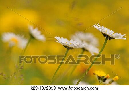 Stock Photo - Oxeye daisy Chrysanthemum leucanthemum Blooming in a meadow with yellow hawkweed, Wanup, Ontario, Canada. Fotosearch