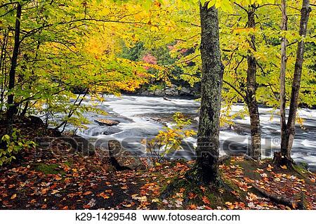 Oxtongue River rapids and autumn foliage Oxtongue River, Ontario View Large Photo Image Stock Photo - Oxtongue River rapids and autumn foliage Oxtongue River, Ontario. Fotosearch