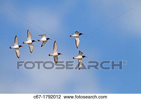 Stock Image - Oyster Catcher Haematopus ostralegus flock in flight. Fotosearch