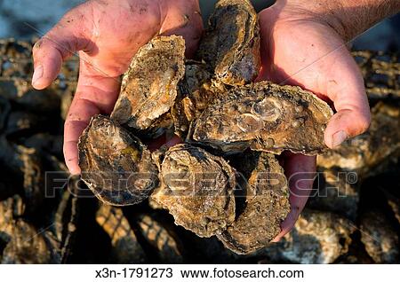 Oyster shells in a hand, Shooting Point Oysters, Bayford VA View Large Photo Image Stock Image - Oyster shells in a hand, Shooting Point Oysters, Bayford VA. Fotosearch