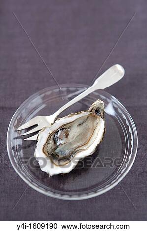 Oyster View Large Photo Image Stock Image - Oyster. Fotosearch