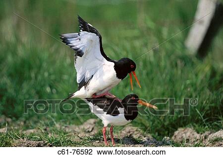 Stock Image - Oystercatcher (Haematopus ostralegus). North Friesland, Germany. Fotosearch