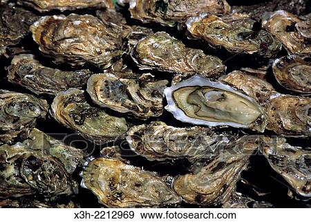 oysters from Oleron island, Bay of Biscay, Charente-Maritime department, Poitou-Charentes region, France, Europe. View Large Photo Image Stock Photo - oysters from Oleron island, Bay of Biscay, Charente-Maritime department, Poitou-Charentes region, France, Europe.. Fotosearch