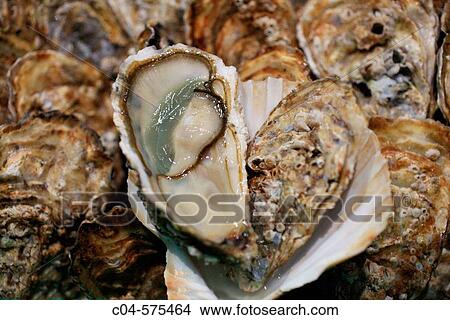 Oysters View Large Photo Image Picture - Oysters. Fotosearch