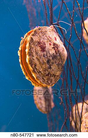 Oysters. View Large Photo Image Stock Image - Oysters.. Fotosearch