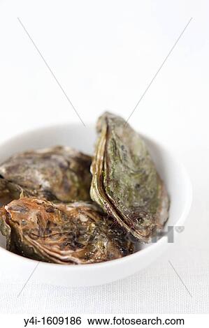 Oysters View Large Photo Image Stock Photograph - Oysters. Fotosearch