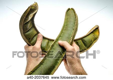 Pacae fruit Inga Feuillei. View Large Photo Image Stock Photography - Pacae fruit Inga Feuillei.. Fotosearch