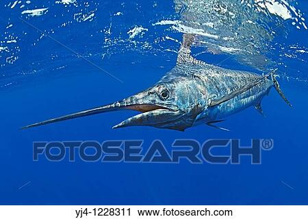 Pacific blue marlin, Pantropical blue marlin, Makaira nigricans, or Indo-Pacific blue marlin, Makaira mazara - still debating, Kona Coast, Big Island, Hawaii, USA, Pacific Ocean View Large Photo Image Stock Image - Pacific blue marlin, Pantropical blue marlin, Makaira nigricans, or Indo-Pacific blue marlin, Makaira mazara - still debating, Kona Coast, Big Island, Hawaii, USA, Pacific Ocean. Fotosearch