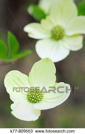 Pacific Dogwood (Cornus nuttallii ). Giant Sequoia N. P., California, USA. View Large Photo Image Stock Image - Pacific Dogwood (Cornus nuttallii ). Giant Sequoia N. P., California, USA.. Fotosearch