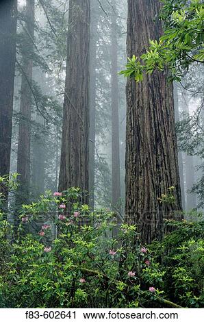 Pacific Rhododendrons (Rhododendron macrophyllum) and Redwoods (Sequoia sempervirens) in fog. Redwood National Park. California. USA View Large Photo Image Stock Image - Pacific Rhododendrons (Rhododendron macrophyllum) and Redwoods (Sequoia sempervirens) in fog. Redwood National Park. California. USA. Fotosearch