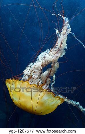 Pacific Sea Nettle or West Coast Sea Nettle, Chrysaora fuscescens, San Francisco, California, USA View Large Photo Image Stock Photo - Pacific Sea Nettle or West Coast Sea Nettle, Chrysaora fuscescens, San Francisco, California, USA. Fotosearch