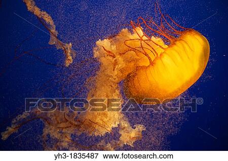 Pacific Sea Nettle or West Coast Sea Nettle Jellyfish, Chrysaora fuscescens View Large Photo Image Stock Photo - Pacific Sea Nettle or West Coast Sea Nettle Jellyfish, Chrysaora fuscescens. Fotosearch