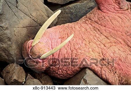 Pacific Walrus Odobenus rosmarus divergens Round Island, Alaska, USA, North America View Large Photo Image Stock Image - Pacific Walrus Odobenus rosmarus divergens Round Island, Alaska, USA, North America. Fotosearch