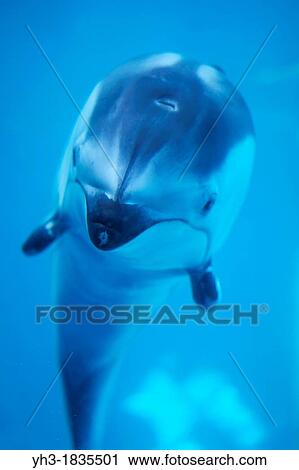 Pacific white-sided dolphin at the Vancouver Aquarium, Vancouver, BC View Large Photo Image Stock Image - Pacific white-sided dolphin at the Vancouver Aquarium, Vancouver, BC. Fotosearch