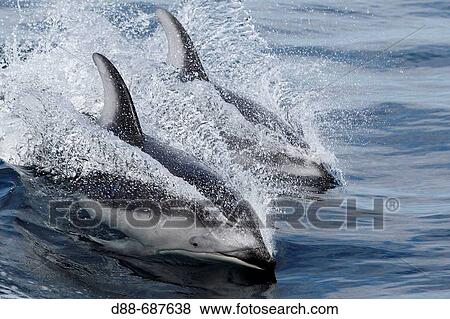 Pacific White sided Dolphin (Lagenorhynchus obliquidens) Order: Cetacea. Family: Delphinidae. View Large Photo Image Stock Photo - Pacific White sided Dolphin (Lagenorhynchus obliquidens) Order: Cetacea. Family: Delphinidae.. Fotosearch
