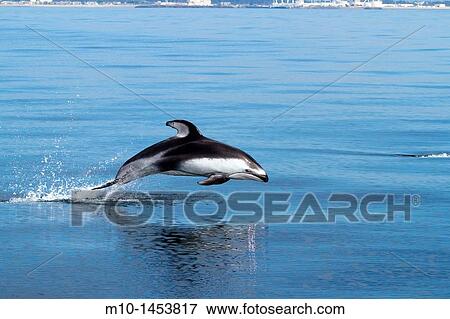 Pacific White Sided Dolphin View Large Photo Image Stock Photo - Pacific White Sided Dolphin. Fotosearch