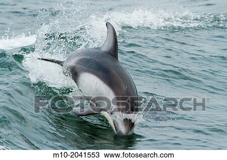 Stock Image - Pacific White Sided Dolphins in Knight Inlet.. Fotosearch