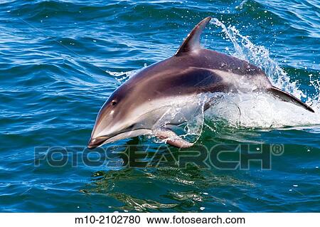 Pacific White Sided Dolphins in the Monterey Bay, Monterey, CA, USA. View Large Photo Image Stock Image - Pacific White Sided Dolphins in the Monterey Bay, Monterey, CA, USA.. Fotosearch