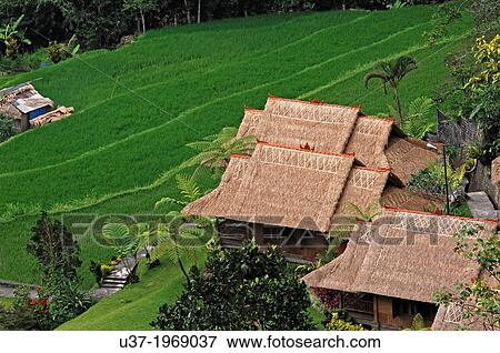 Stock Photo - Pacung rice terraces, Bali. Fotosearch
