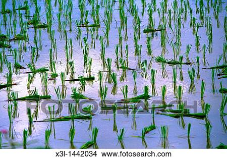 Padddy Chiang Mai Thailand View Large Photo Image Picture - Padddy Chiang Mai Thailand. Fotosearch