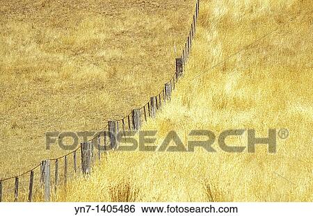 Paddocks in dry grass country divided by a fence which travels off into the distance and continues up a steep hill View Large Photo Image Stock Photograph - Paddocks in dry grass country divided by a fence which travels off into the distance and continues up a steep hill. Fotosearch