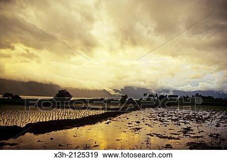 paddy field at sunset, Sumatra island, Republic of Indonesia, Southeast Asia and Oceania. View Large Photo Image Stock Photo - paddy field at sunset, Sumatra island, Republic of Indonesia, Southeast Asia and Oceania.. Fotosearch