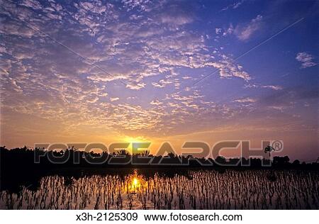 paddy fields at sunset, Lombok island, Lesser Sunda Islands, Republic of Indonesia, Southeast Asia and Oceania. View Large Photo Image Stock Photo - paddy fields at sunset, Lombok island, Lesser Sunda Islands, Republic of Indonesia, Southeast Asia and Oceania.. Fotosearch