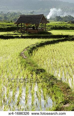 Paddy fields, Hsipaw, Shan State, Myanmar, Burma, Asia View Large Photo Image Stock Photograph - Paddy fields, Hsipaw, Shan State, Myanmar, Burma, Asia. Fotosearch